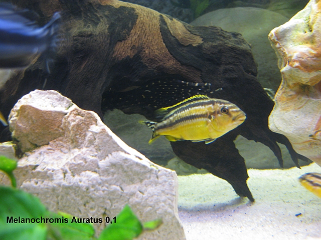 Melanochromis Auratus 0,1